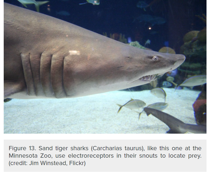 electroreceptors in sharks