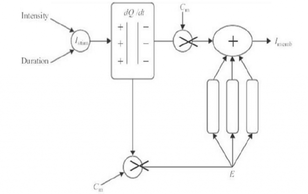 The Hodgkin and Huxley Excitation Model