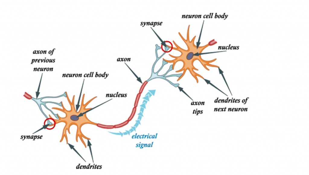 the neurons transmitting a signal 